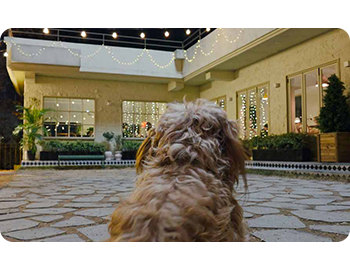 Le moteur d’intelligence artificielle ProVisual le plus avancé.